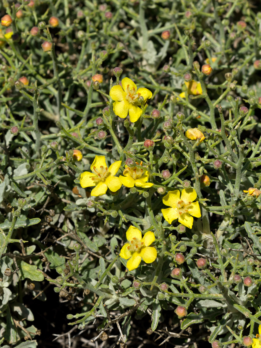 Image of Verbascum spinosum specimen.