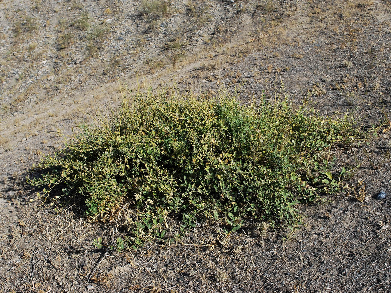 Image of Capparis herbacea specimen.