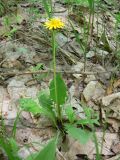 Taraxacum mongolicum