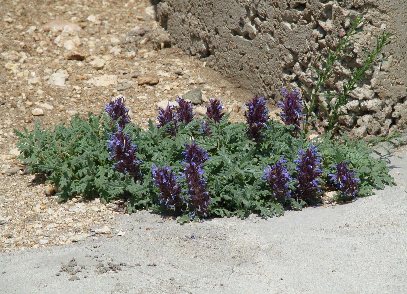 Image of Dracocephalum pinnatum specimen.