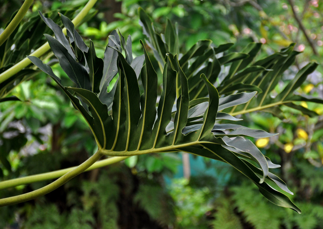 Image of Philodendron bipinnatifidum specimen.