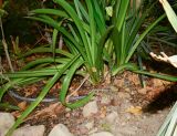 род Hippeastrum