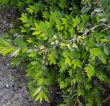 Lonicera variety pileata