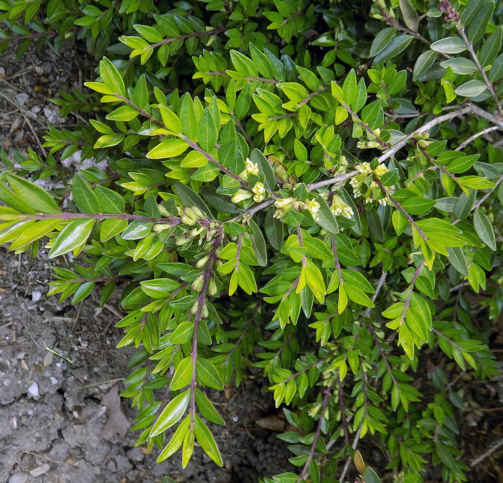 Изображение особи Lonicera ligustrina var. pileata.