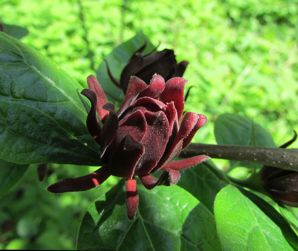 Изображение особи Calycanthus floridus.