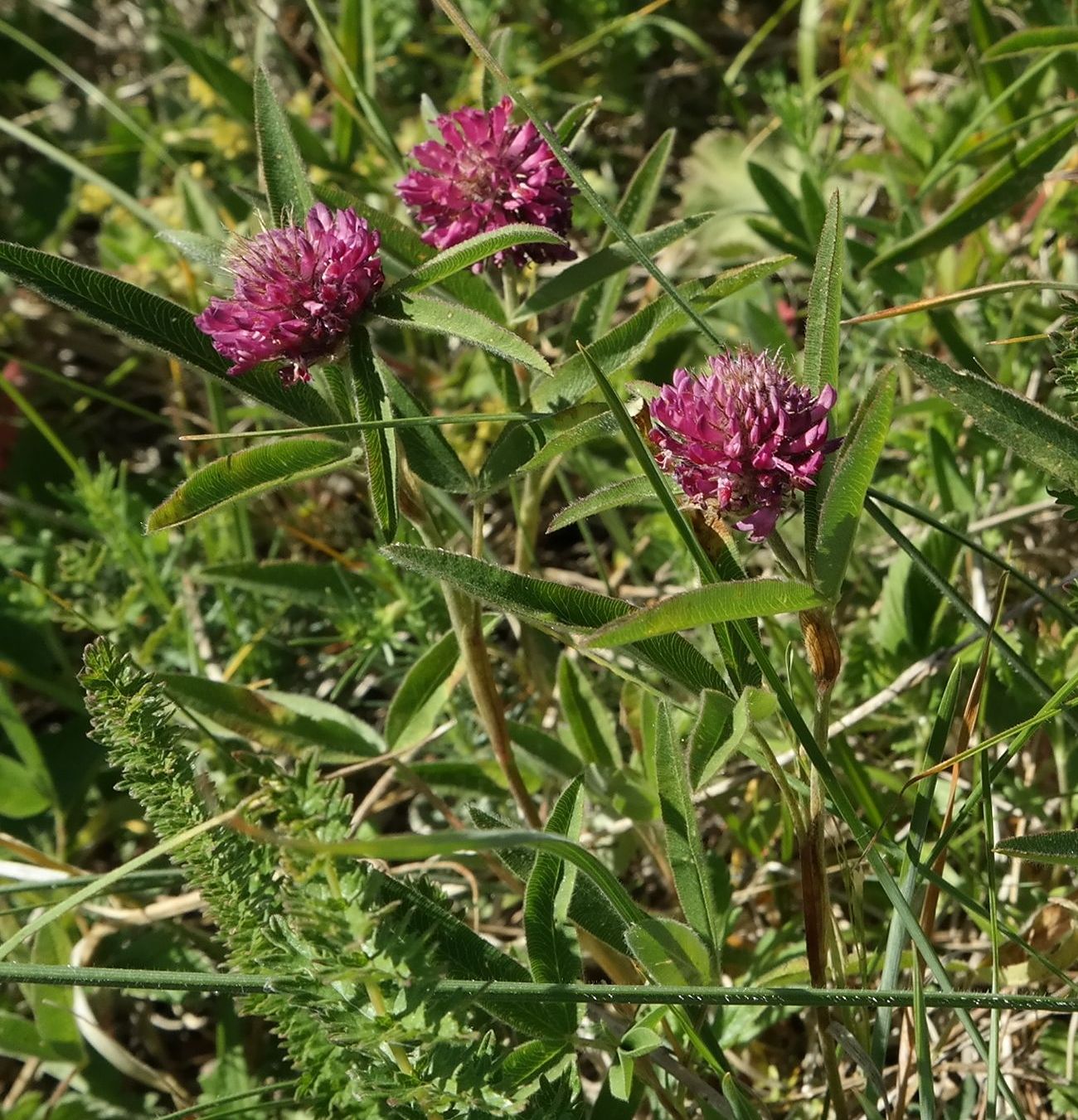 Изображение особи Trifolium alpestre.