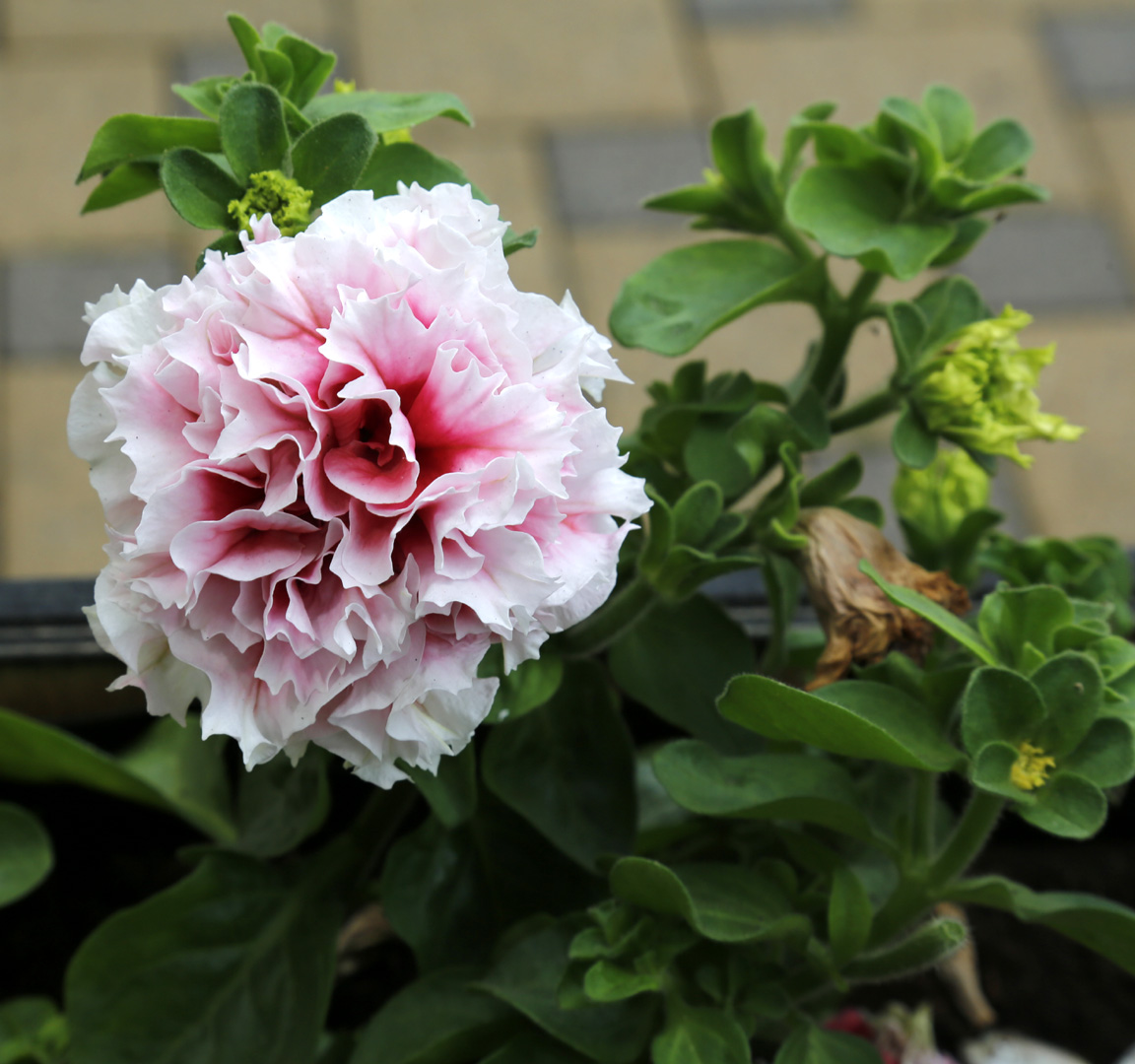 Image of Petunia &times; hybrida specimen.