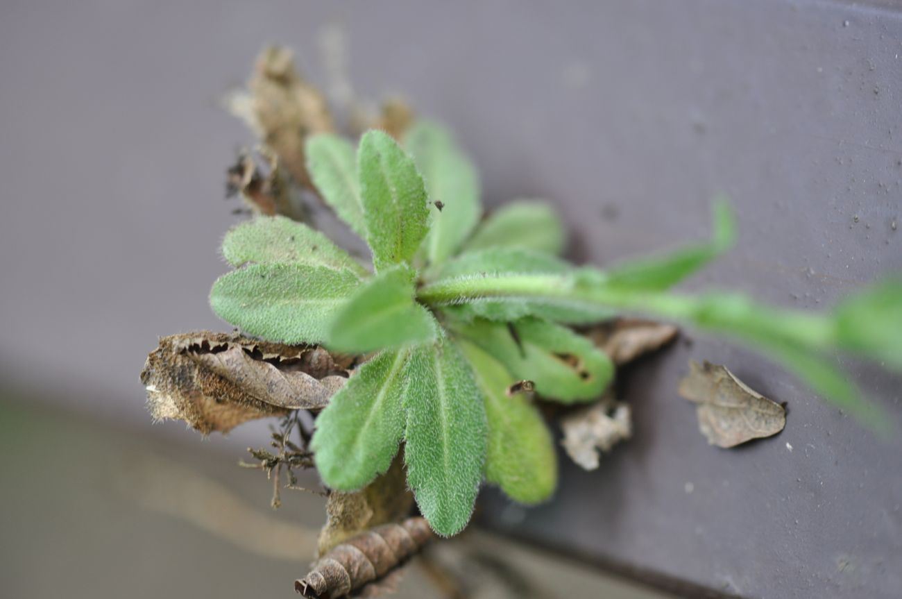 Изображение особи Arabis sagittata.