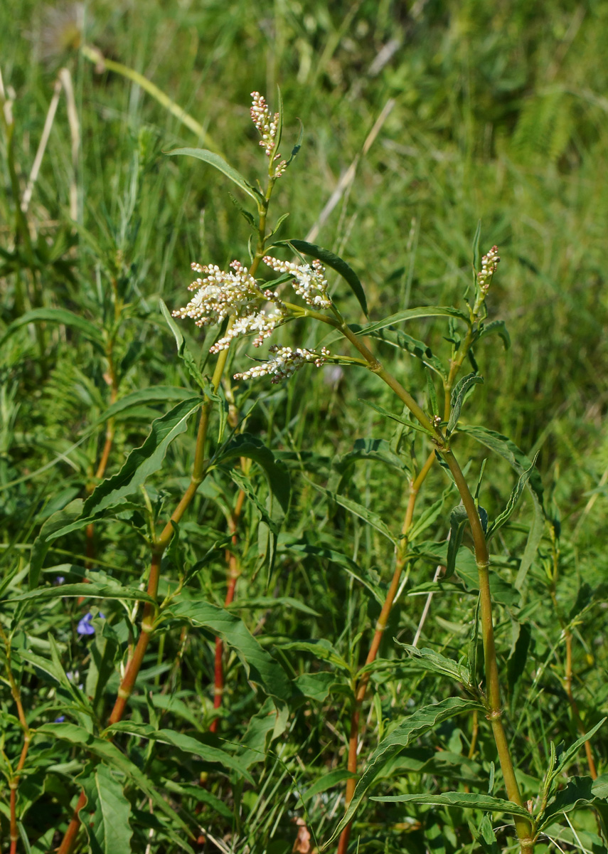 Image of Aconogonon alpinum specimen.