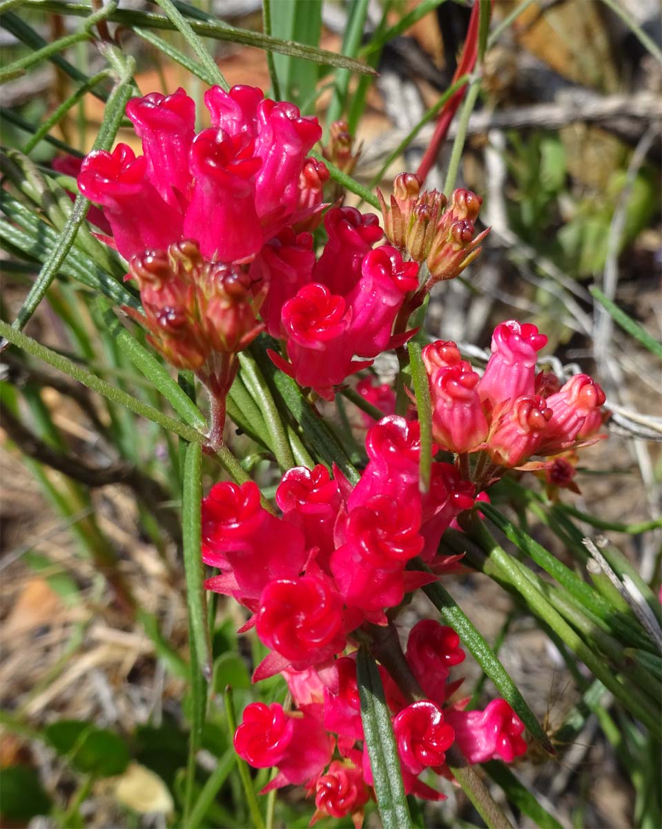 Image of Microloma tenuifolium specimen.