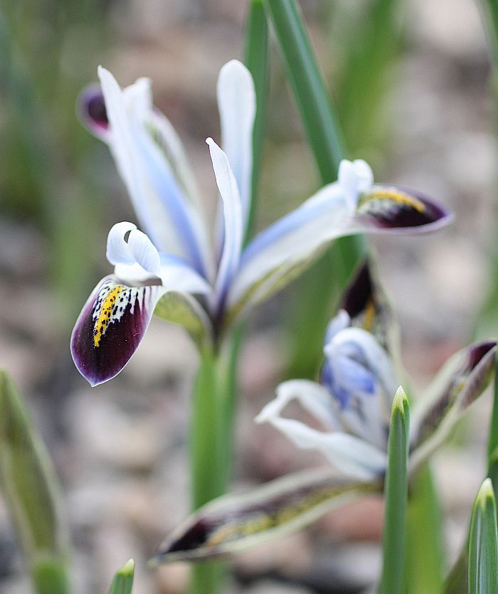 Изображение особи Iris zetterlundii.