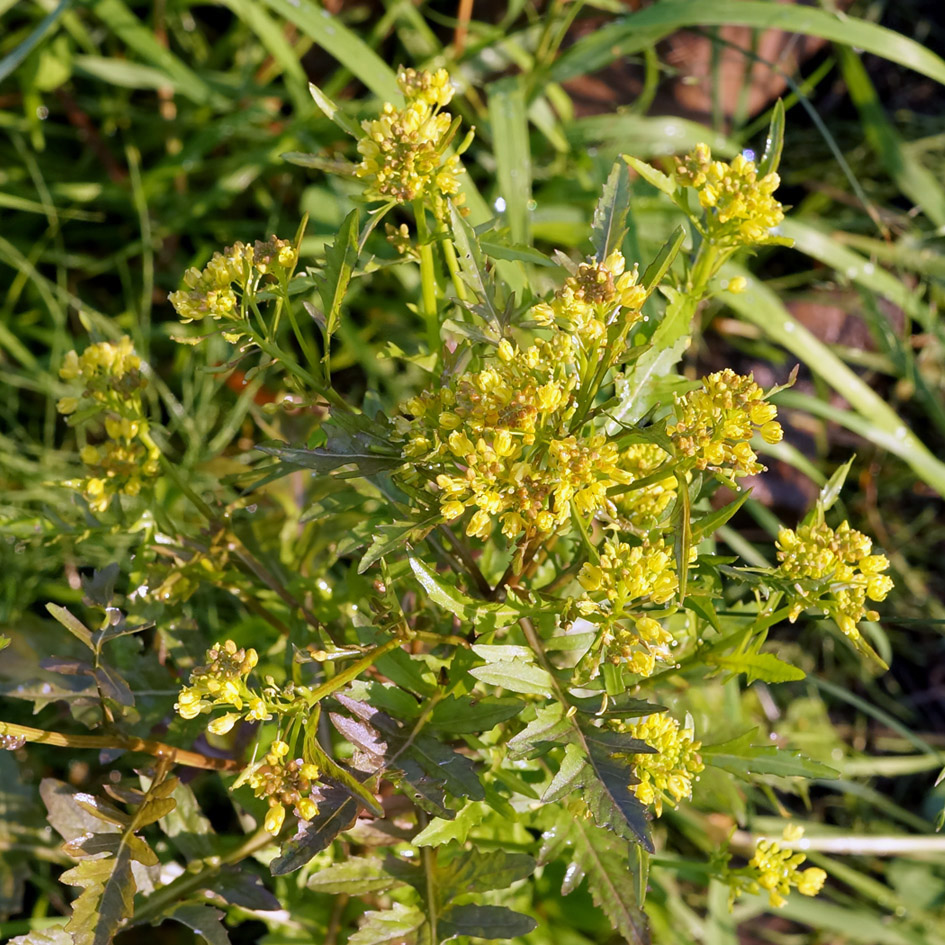 Image of Rorippa barbareifolia specimen.