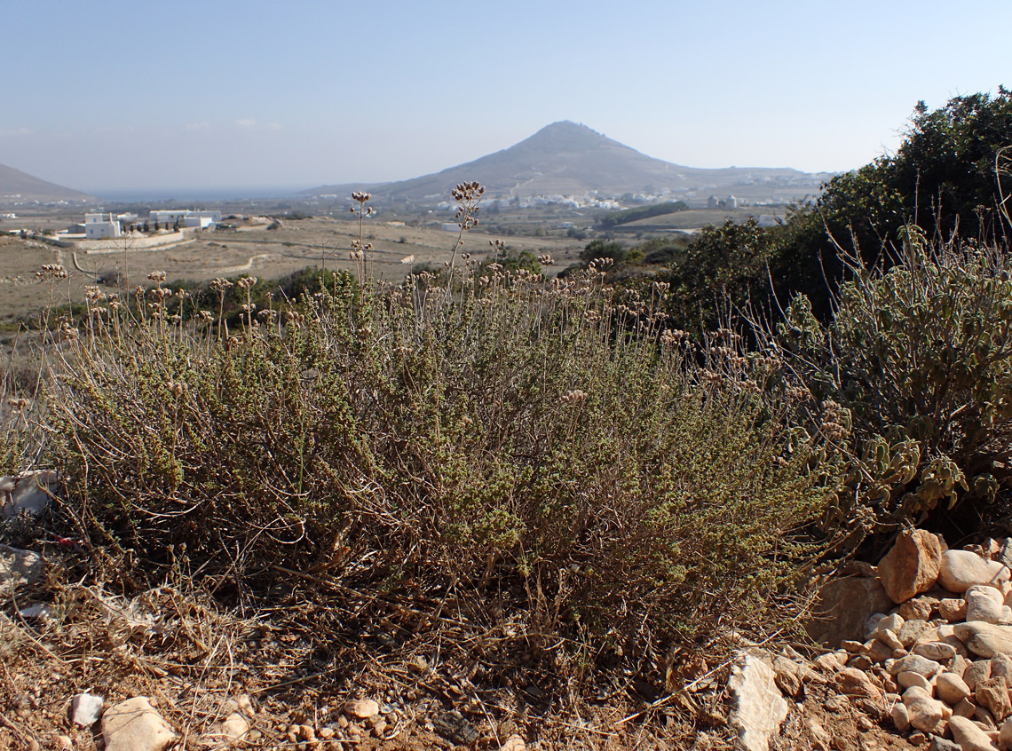 Image of Origanum onites specimen.