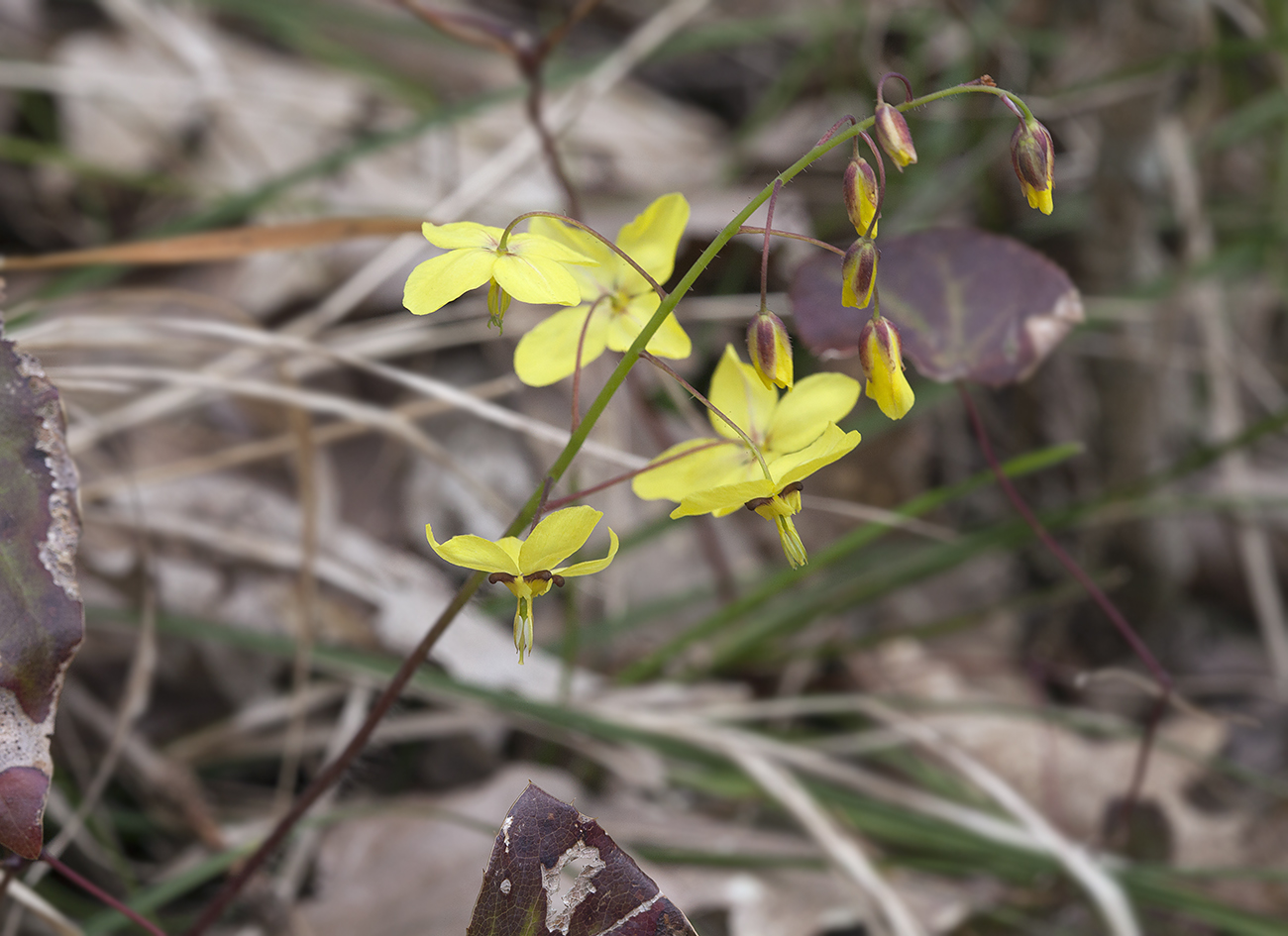 Image of Epimedium colchicum specimen.