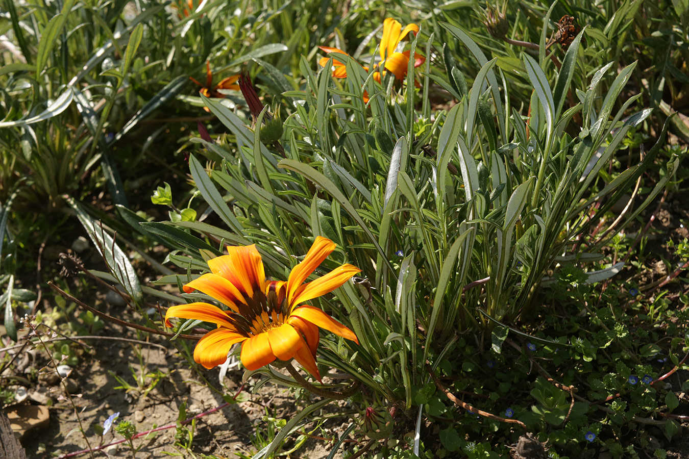 Image of Gazania &times; hybrida specimen.