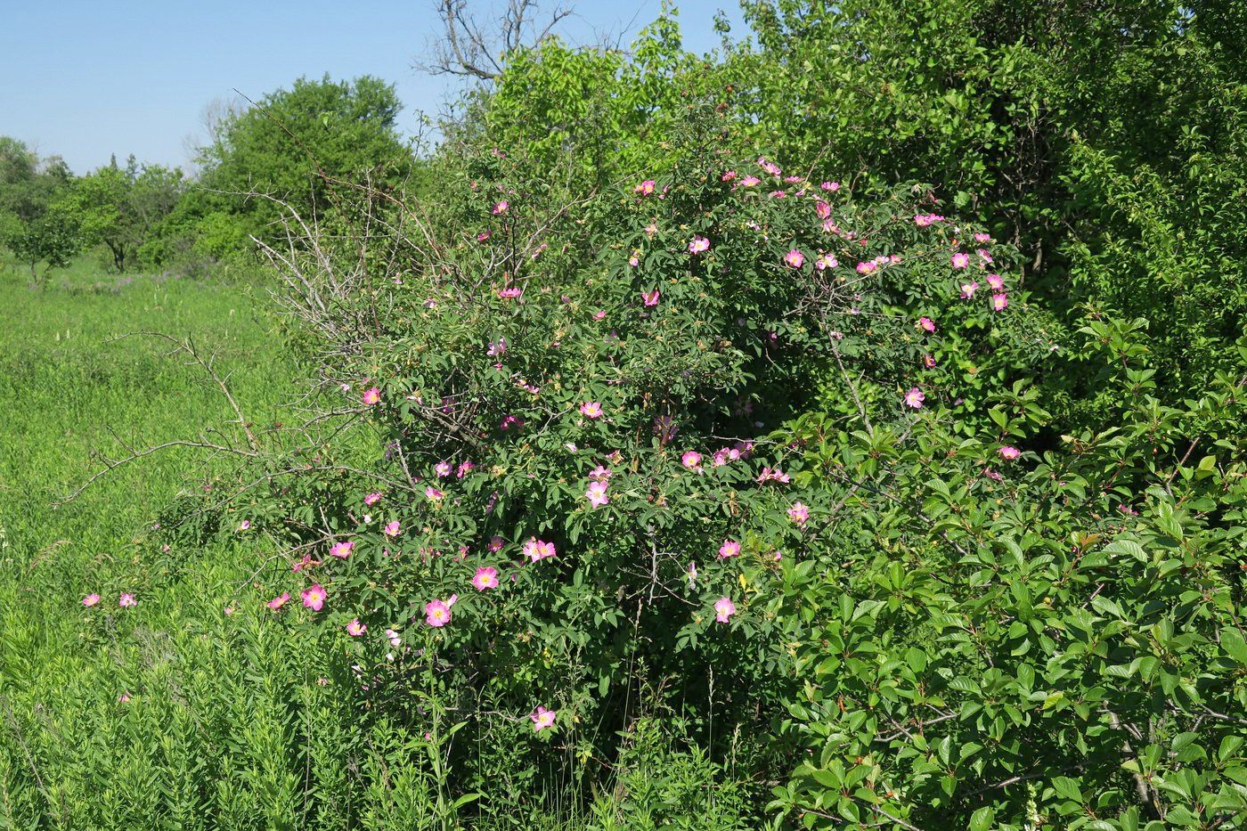 Изображение особи Rosa subafzeliana.