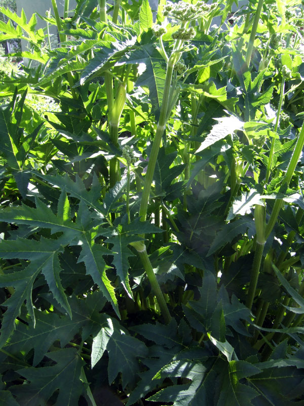 Image of genus Heracleum specimen.