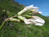 Astragalus pycnolobus. Соцветие. Казахстан, Западный Алтай, правая сторона р. Бухтарма ниже слияния с р. Берель, каменисто-мелкозёмный склон юго-вост. экспозиции. 27 июня 2019 г.