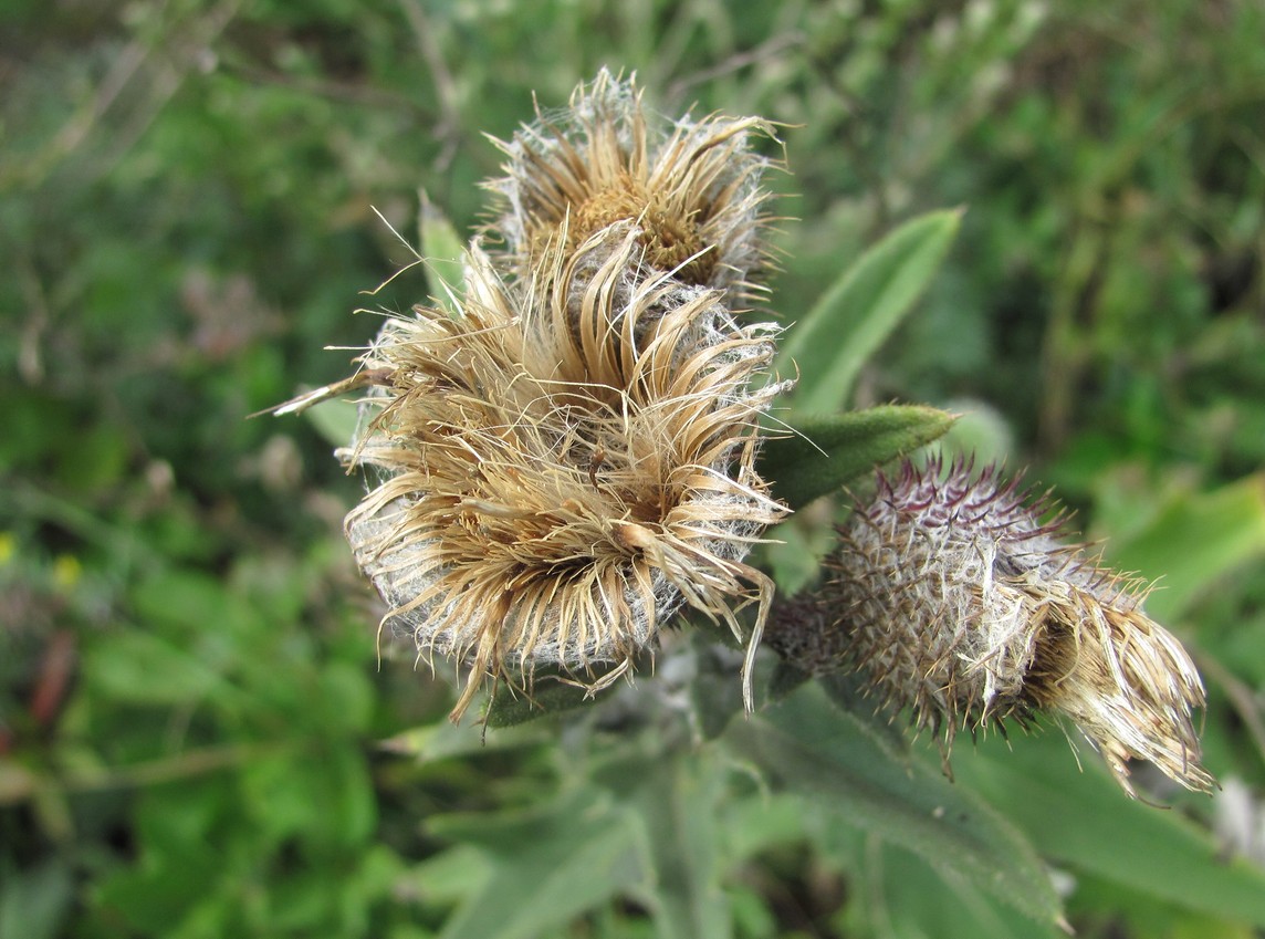 Image of Cirsium euxinum specimen.