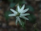 Silene viridiflora