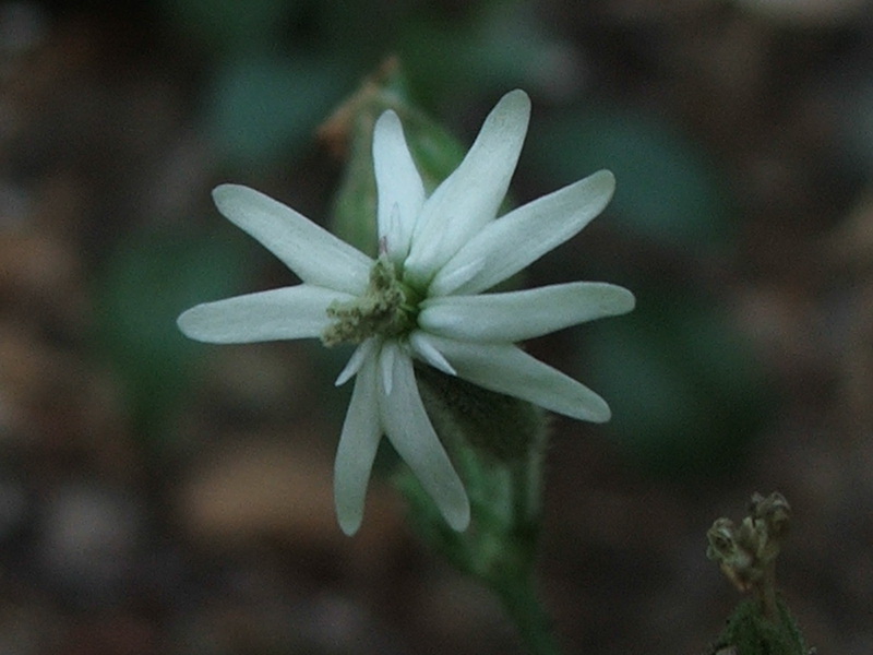 Image of Silene viridiflora specimen.