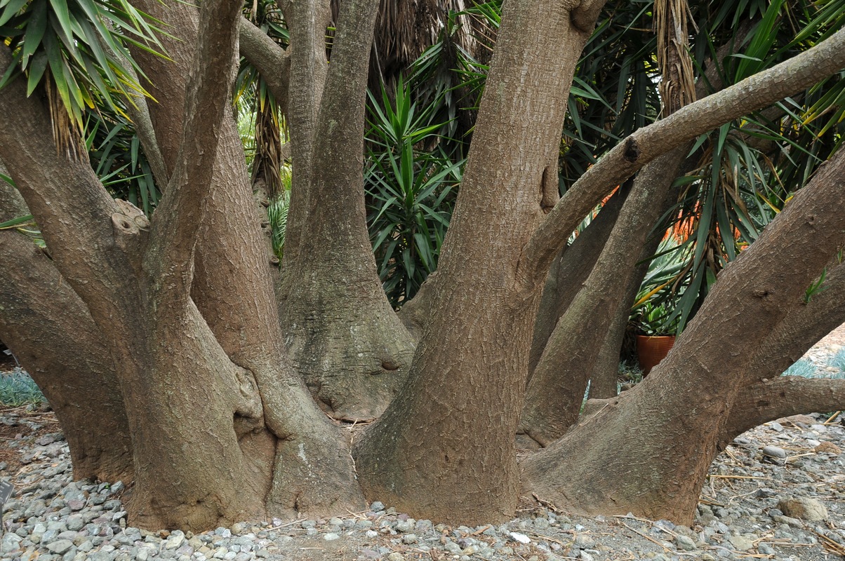 Изображение особи Yucca gigantea.