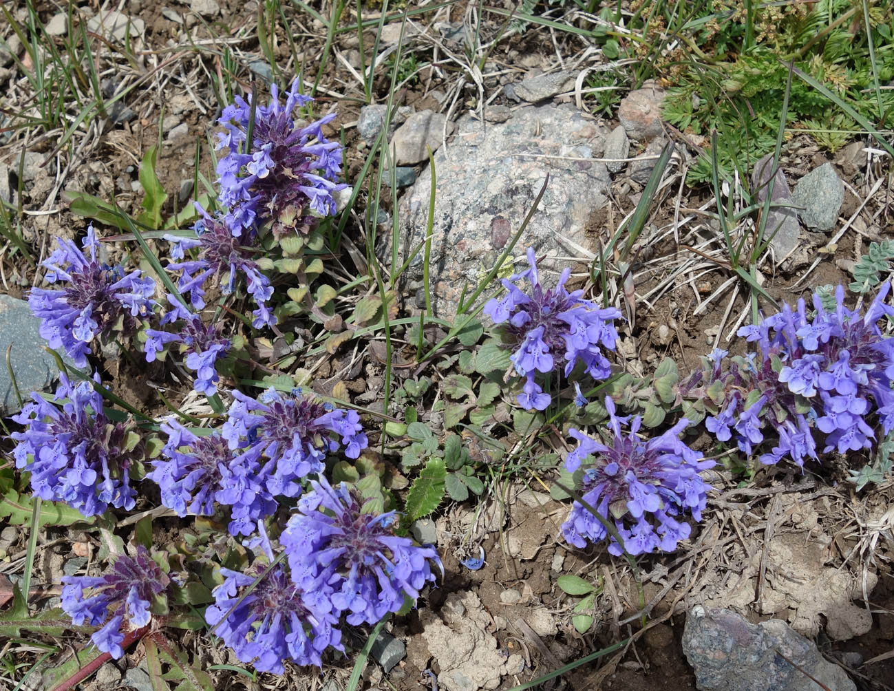 Изображение особи Dracocephalum nutans var. alpinum.