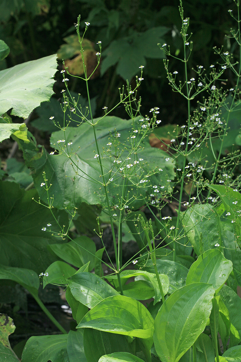 Image of Alisma orientale specimen.