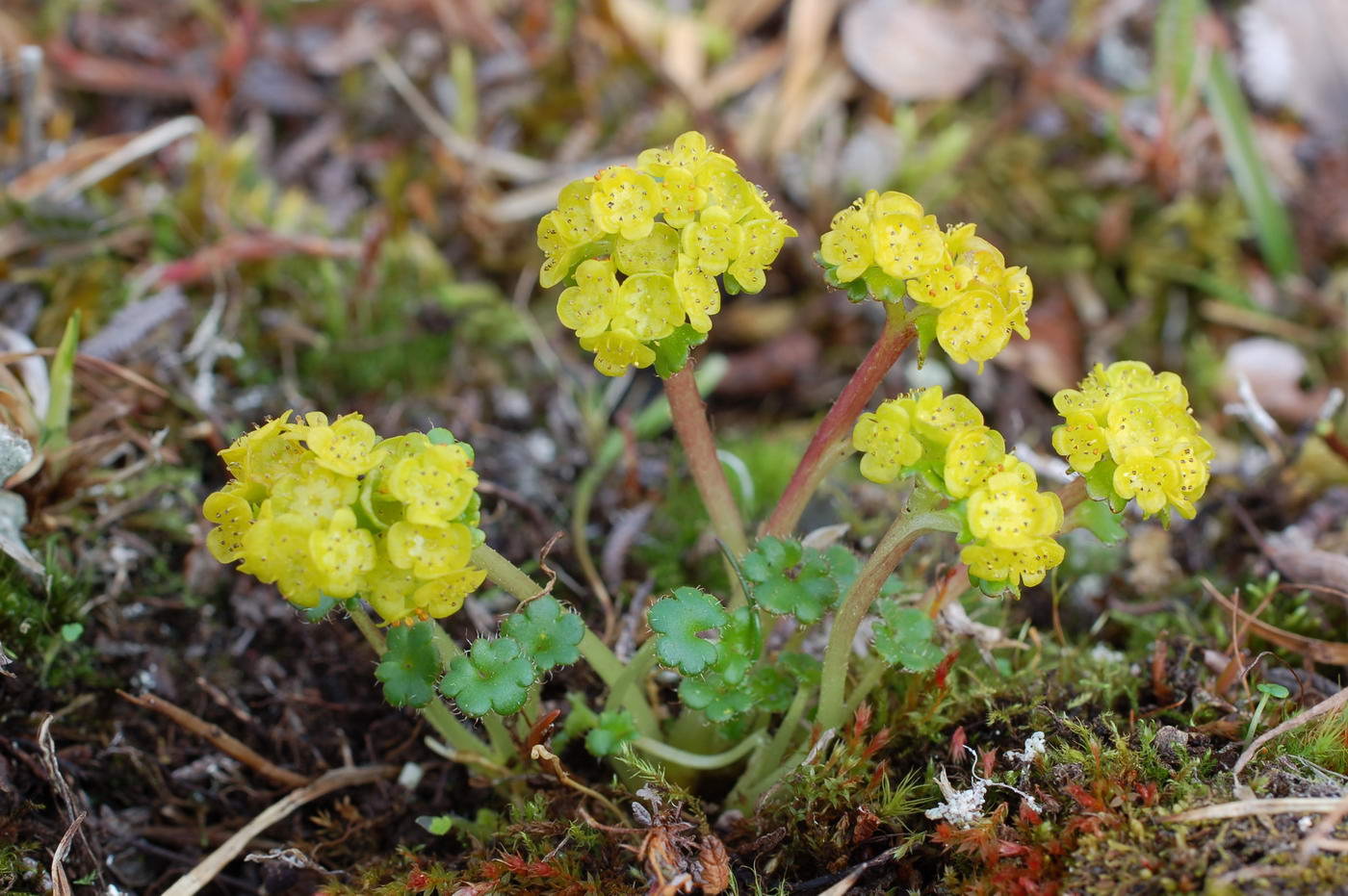 Изображение особи Chrysosplenium wrightii.