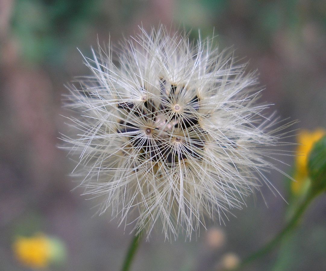 Image of Hieracium pervagum specimen.