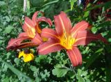 Hemerocallis × hybrida