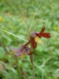 Fritillaria ruthenica