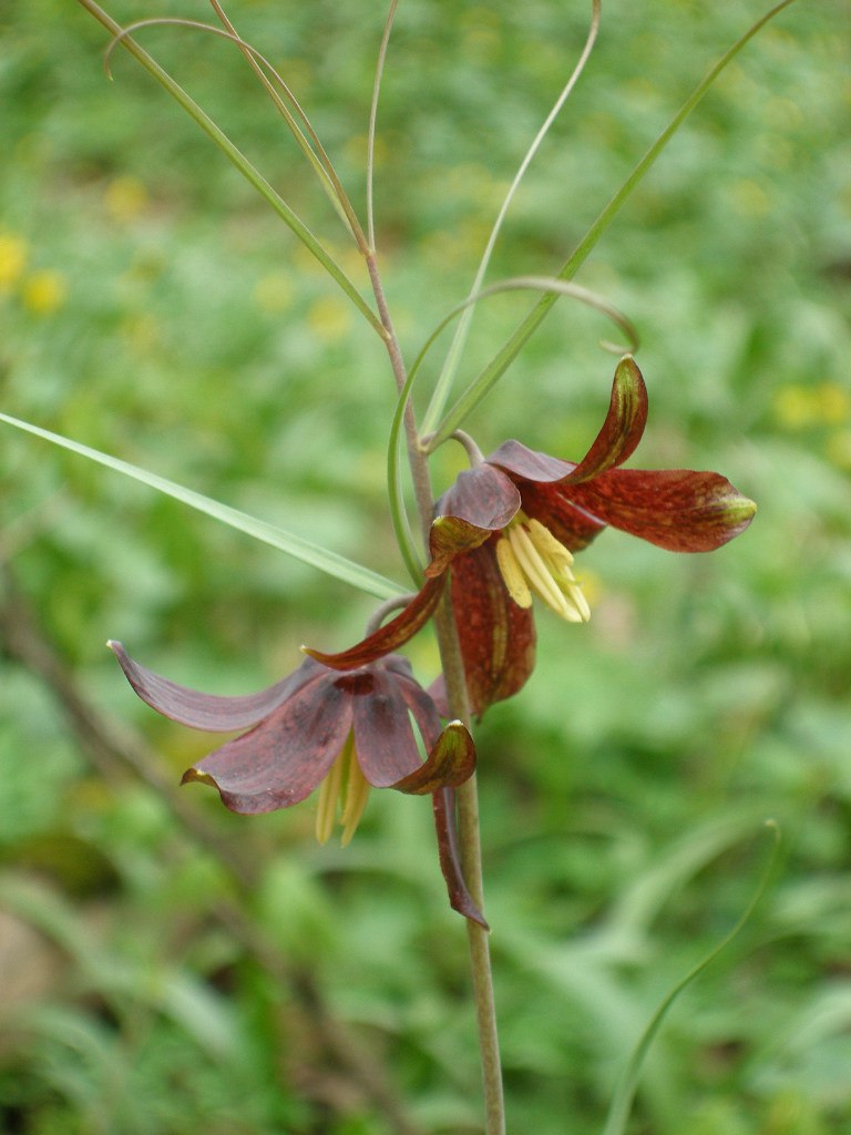 Image of Fritillaria ruthenica specimen.