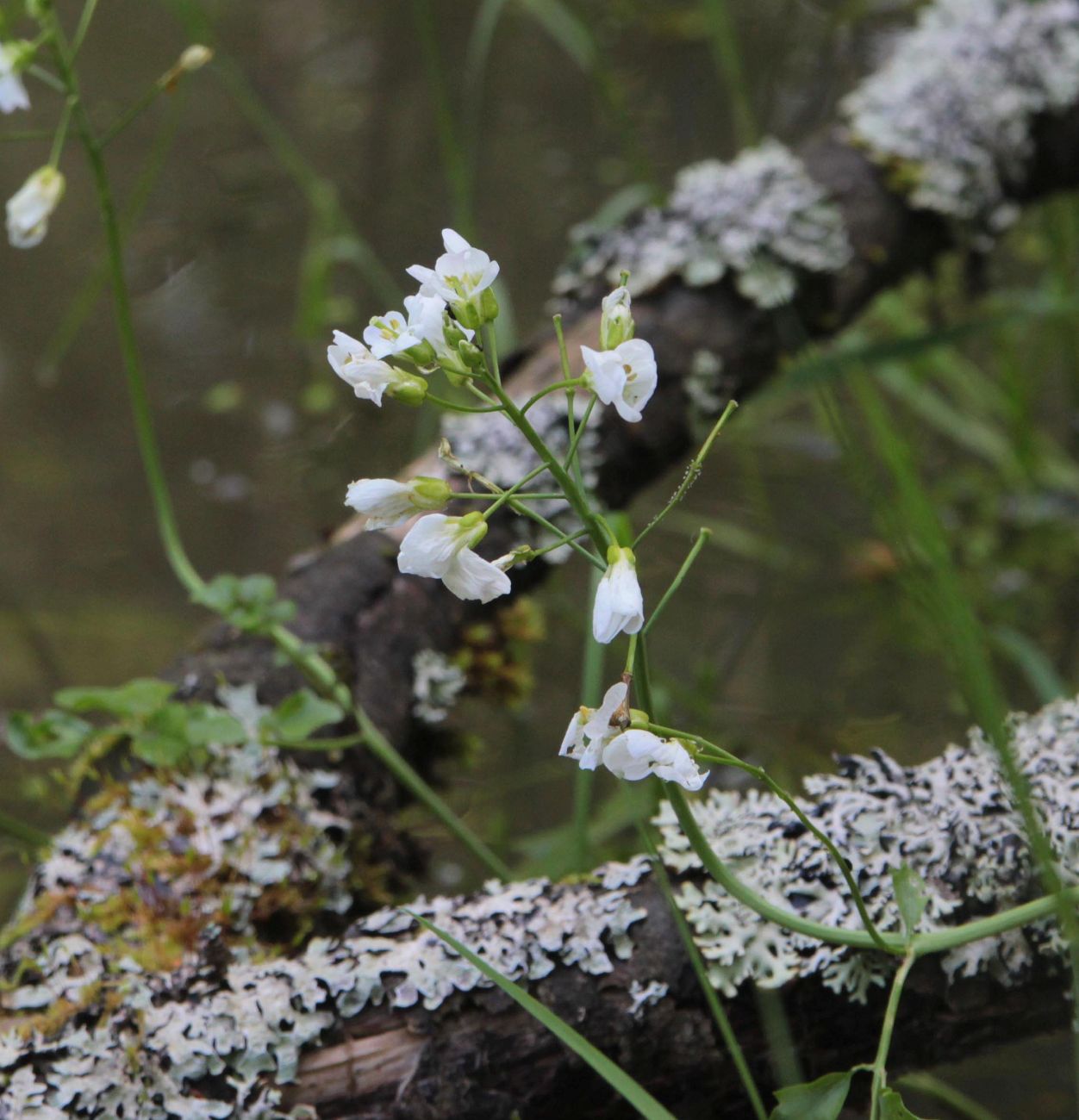 Image of Cardamine dentata specimen.