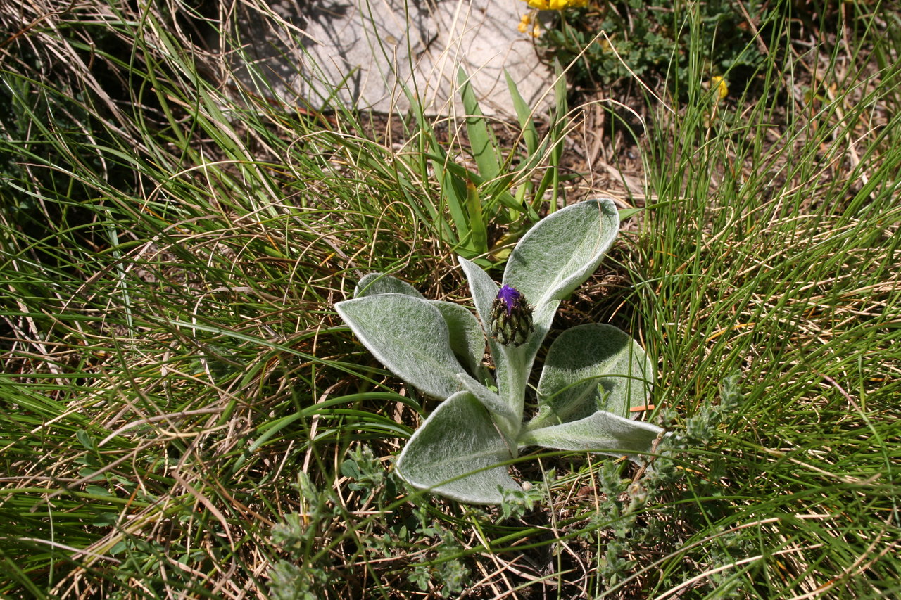 Image of Centaurea achtarovii specimen.