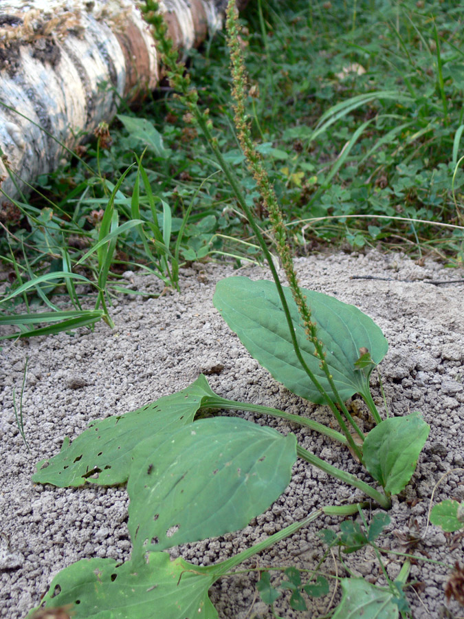 Image of Plantago major specimen.