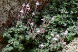 Scutellaria leptosiphon