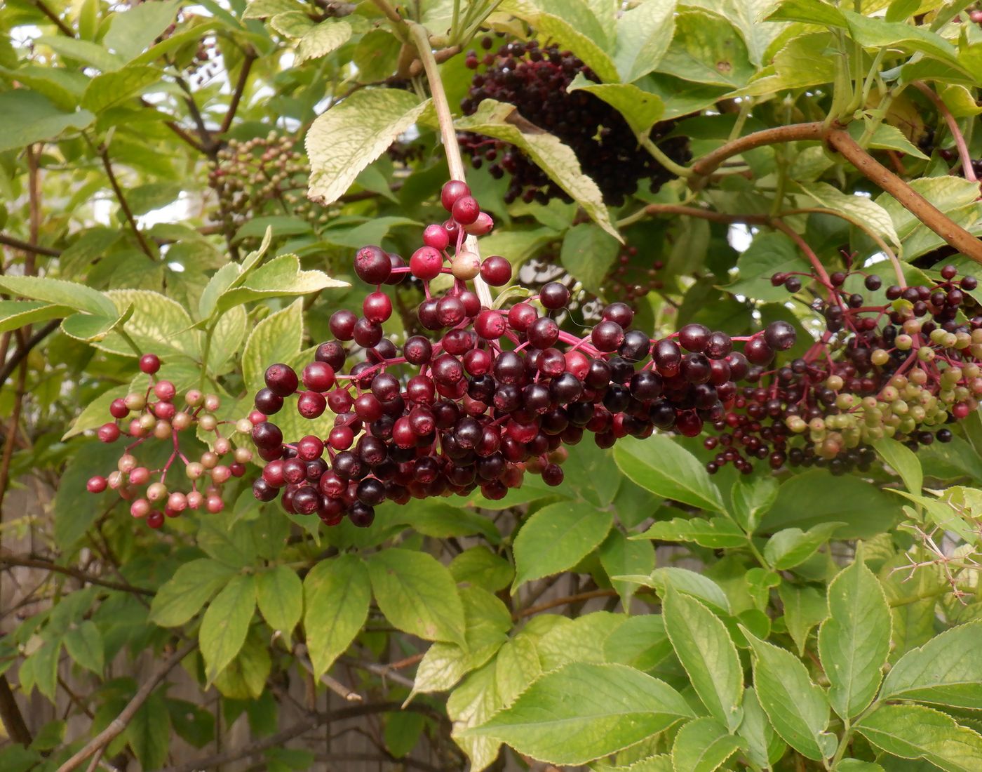 Изображение особи Sambucus nigra.