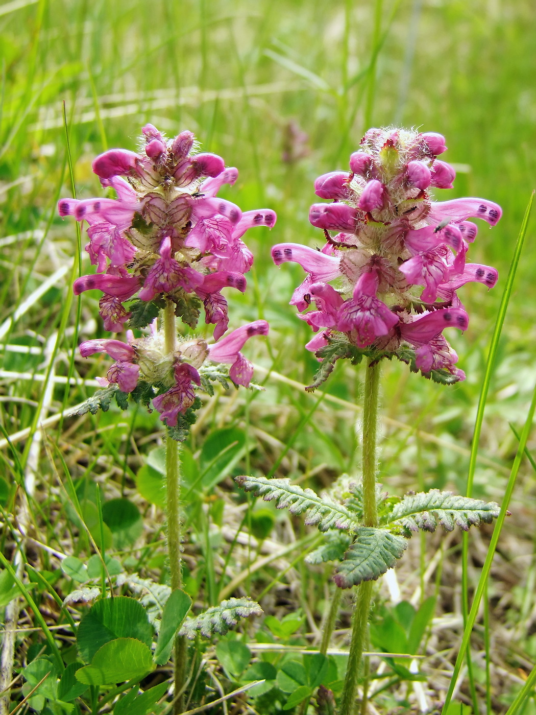 Image of Pedicularis verticillata specimen.