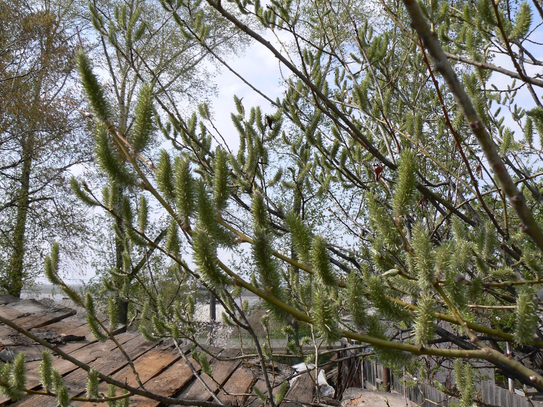 Image of Salix caprea specimen.