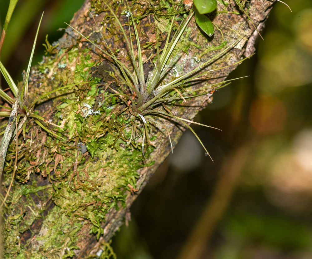 Image of genus Tillandsia specimen.