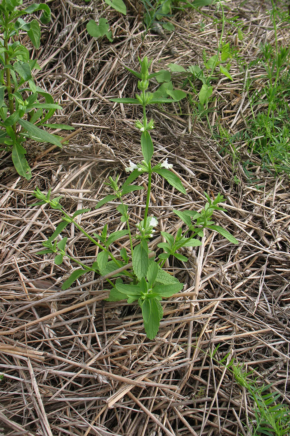 Image of Stachys annua specimen.