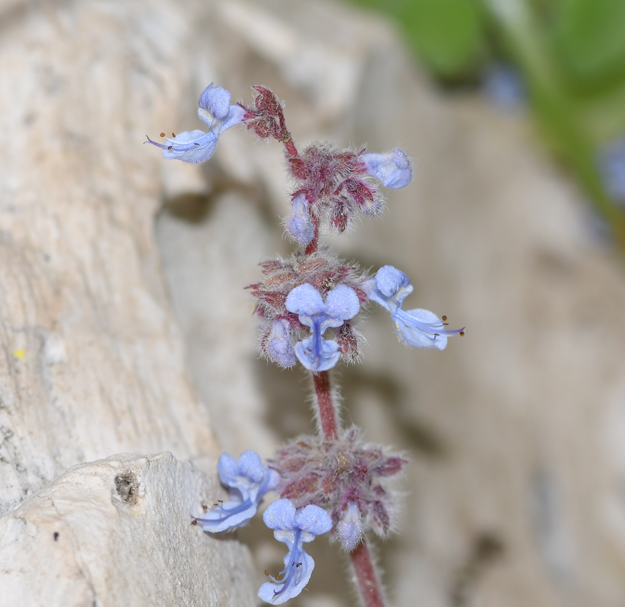 Image of Coleus australis specimen.