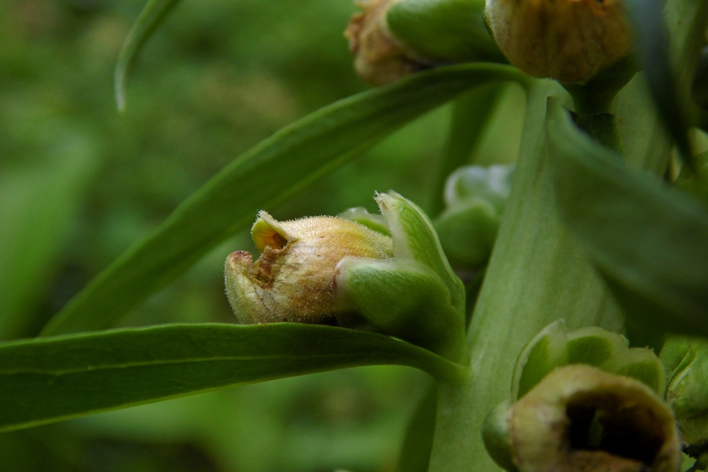 Image of Digitalis schischkinii specimen.