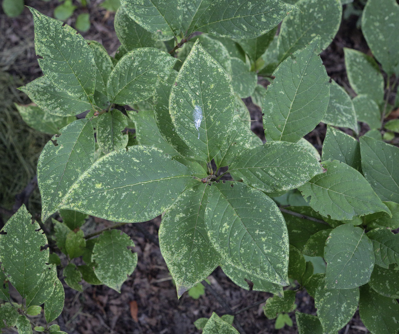 Image of Syringa yunnanensis specimen.