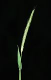 genus Alopecurus. Верхушка побега с соцветием. Азербайджан, Масаллинский р-н. 14.04.2010.