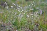 Silene saxatilis. Цветущее растение в каплях дождя. Республика Северная Осетия-Алания, Ирафский р-н, Большой Кавказ, хр. Фастагдор, левый склон Караугомского ущелья, ≈ 2460 м н.у.м., задернованный моренный вал. 09.07.2021.