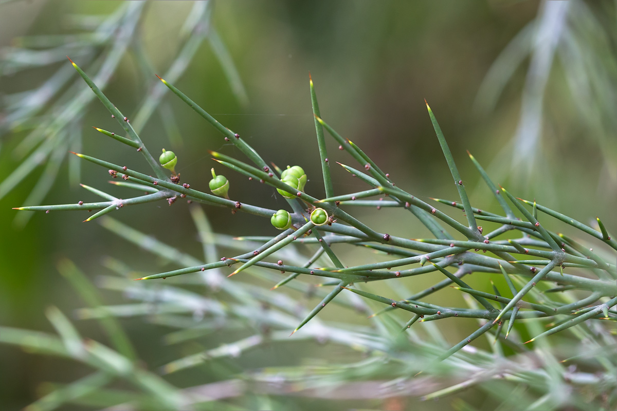 Изображение особи Colletia spinosissima.