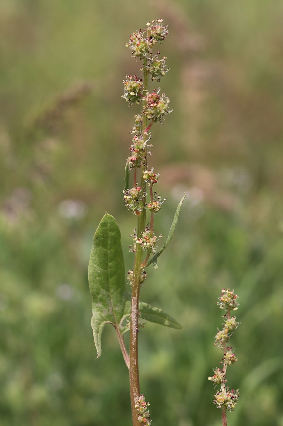 Изображение особи Spinacia turkestanica.