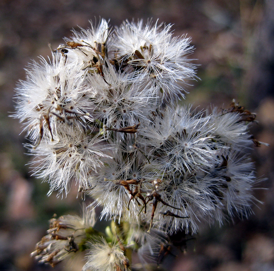 Изображение особи Solidago virgaurea.